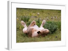 Relaxed Lioness at Etosha National Park-Circumnavigation-Framed Photographic Print