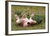 Relaxed Lioness at Etosha National Park-Circumnavigation-Framed Photographic Print
