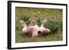 Relaxed Lioness at Etosha National Park-Circumnavigation-Framed Photographic Print