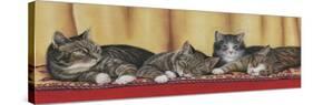 Relaxing Tabbies-Janet Pidoux-Stretched Canvas