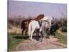 Relay Hunting, 1887-Rosa Bonheur-Stretched Canvas