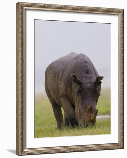 Relentless-Susann Parker-Framed Photographic Print