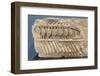 Relief, Oared Galley Warship (Bireme) with Oarsmen, National Archaeological Museum-Eleanor Scriven-Framed Photographic Print