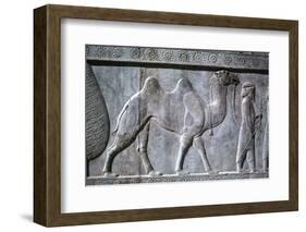 Relief of Parthians, the Apadana, Persepolis, Iran-Vivienne Sharp-Framed Photographic Print