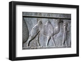 Relief of Parthians, the Apadana, Persepolis, Iran-Vivienne Sharp-Framed Photographic Print