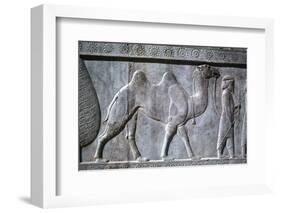 Relief of Parthians, the Apadana, Persepolis, Iran-Vivienne Sharp-Framed Photographic Print