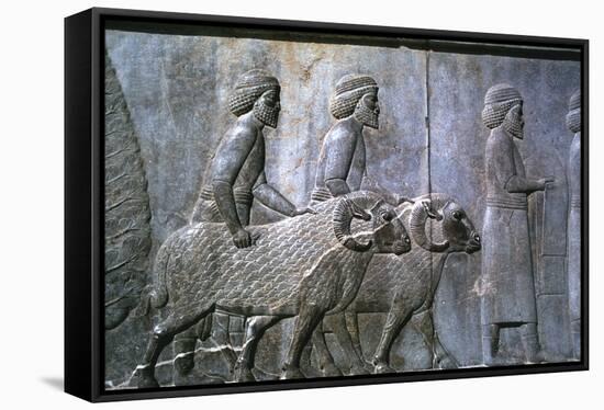 Relief of Sogdians, the Apadana, Persepolis, Iran-Vivienne Sharp-Framed Stretched Canvas