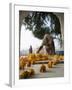 Religious Flower Offerings, at Golden Temple in Amritsar, Punjab, India-David H. Wells-Framed Photographic Print