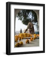 Religious Flower Offerings, at Golden Temple in Amritsar, Punjab, India-David H. Wells-Framed Photographic Print