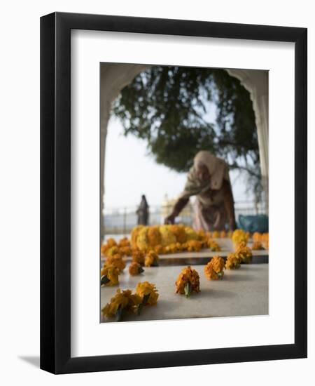 Religious Flower Offerings, at Golden Temple in Amritsar, Punjab, India-David H. Wells-Framed Photographic Print