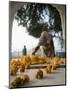 Religious Flower Offerings, at Golden Temple in Amritsar, Punjab, India-David H. Wells-Mounted Photographic Print