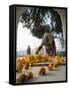 Religious Flower Offerings, at Golden Temple in Amritsar, Punjab, India-David H. Wells-Framed Stretched Canvas