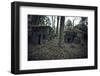 Remains of a bunker in a wood in winter in Alsace-Axel Killian-Framed Photographic Print