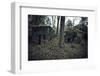Remains of a bunker in a wood in winter in Alsace-Axel Killian-Framed Photographic Print