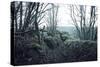 Remains of a defensive wall and a bunker on a mountain in a wood in winter in Alsace-Axel Killian-Stretched Canvas