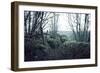 Remains of a defensive wall and a bunker on a mountain in a wood in winter in Alsace-Axel Killian-Framed Photographic Print