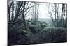 Remains of a defensive wall and a bunker on a mountain in a wood in winter in Alsace-Axel Killian-Mounted Photographic Print