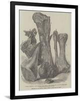 Remains of an Extinct Animal Found in the Isle of Wight-null-Framed Premium Giclee Print