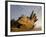 Remains of the Shipwrecked Fishing Boat, Skeleton Coast Wilderness, Namibia-Paul Souders-Framed Photographic Print