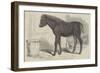 Remarkable Hybrid, from the New Forest-George Landseer-Framed Giclee Print