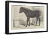 Remarkable Hybrid, from the New Forest-George Landseer-Framed Giclee Print