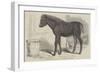 Remarkable Hybrid, from the New Forest-George Landseer-Framed Giclee Print