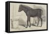 Remarkable Hybrid, from the New Forest-George Landseer-Framed Stretched Canvas