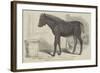 Remarkable Hybrid, from the New Forest-George Landseer-Framed Giclee Print