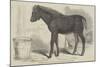 Remarkable Hybrid, from the New Forest-George Landseer-Mounted Giclee Print