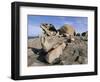 Remarkable Rocks, Flinders Chase National Park, Kangaroo Island, South Australia, Australia-Neale Clarke-Framed Photographic Print