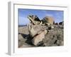 Remarkable Rocks, Flinders Chase National Park, Kangaroo Island, South Australia, Australia-Neale Clarke-Framed Photographic Print