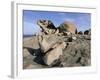 Remarkable Rocks, Flinders Chase National Park, Kangaroo Island, South Australia, Australia-Neale Clarke-Framed Photographic Print