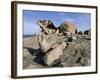 Remarkable Rocks, Flinders Chase National Park, Kangaroo Island, South Australia, Australia-Neale Clarke-Framed Photographic Print