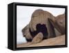 Remarkable Rocks formation in Flinders Chase National Park-Paul Souders-Framed Stretched Canvas