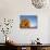 Remarkable Rocks formation in Flinders Chase National Park-Paul Souders-Photographic Print displayed on a wall