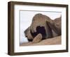 Remarkable Rocks formation in Flinders Chase National Park-Paul Souders-Framed Photographic Print