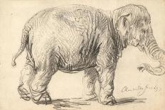 An Elephant, 1637-Rembrandt Harmensz. van Rijn-Giclee Print
