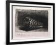 Gramercy Black