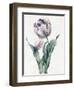 Rembrandt Tulip, 1827 (Graphite and W/C with Some Bodycolour on Vellum)-Louise D'Orleans-Framed Giclee Print