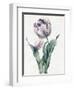 Rembrandt Tulip, 1827 (Graphite and W/C with Some Bodycolour on Vellum)-Louise D'Orleans-Framed Giclee Print