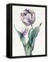 Rembrandt Tulip, 1827 (Graphite and W/C with Some Bodycolour on Vellum)-Louise D'Orleans-Framed Stretched Canvas