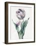 Rembrandt Tulip, 1827 (Graphite and W/C with Some Bodycolour on Vellum)-Louise D'Orleans-Framed Giclee Print