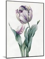 Rembrandt Tulip, 1827 (Graphite and W/C with Some Bodycolour on Vellum)-Louise D'Orleans-Mounted Giclee Print