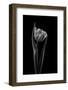 Rembrandt tulip-Lotte Gronkjar-Framed Photographic Print