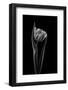 Rembrandt tulip-Lotte Gronkjar-Framed Photographic Print