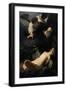 Rembrandt-null-Framed Giclee Print