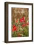 Remember - for Remembrance Day - Wild Poppies-EdSamuel-Framed Photographic Print