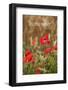 Remember - for Remembrance Day - Wild Poppies-EdSamuel-Framed Photographic Print