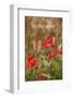 Remember - for Remembrance Day - Wild Poppies-EdSamuel-Framed Photographic Print