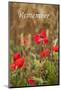 Remember - for Remembrance Day - Wild Poppies-EdSamuel-Mounted Photographic Print